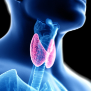 thyroid gland
