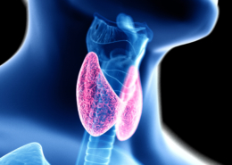 thyroid gland