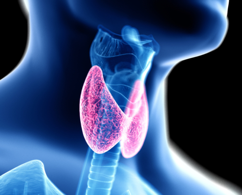thyroid gland